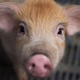 Image for article titled Surgeons in New York Successfully Transplant Pig Kidneys to Two People